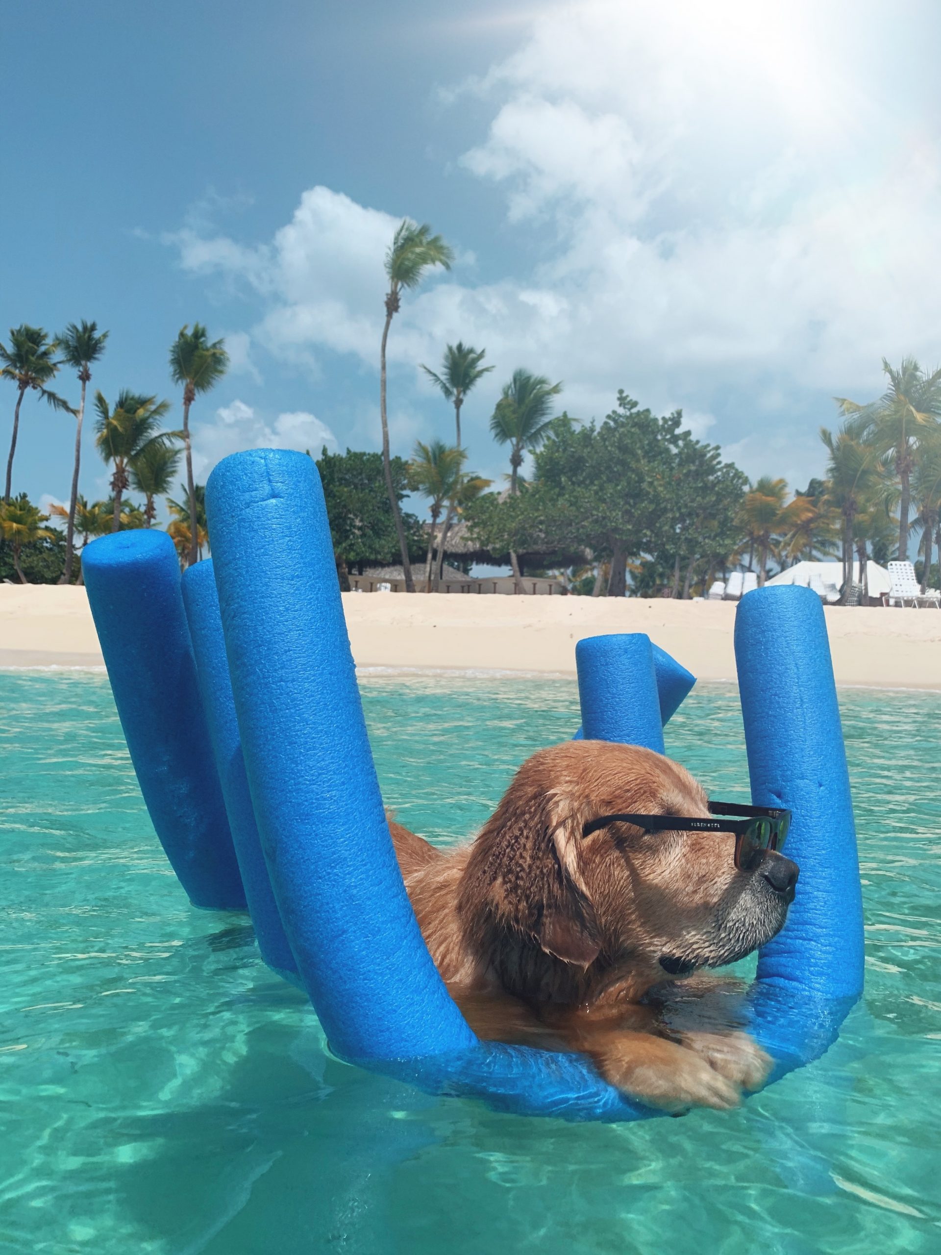 Can Fleas Swim Flea Cures