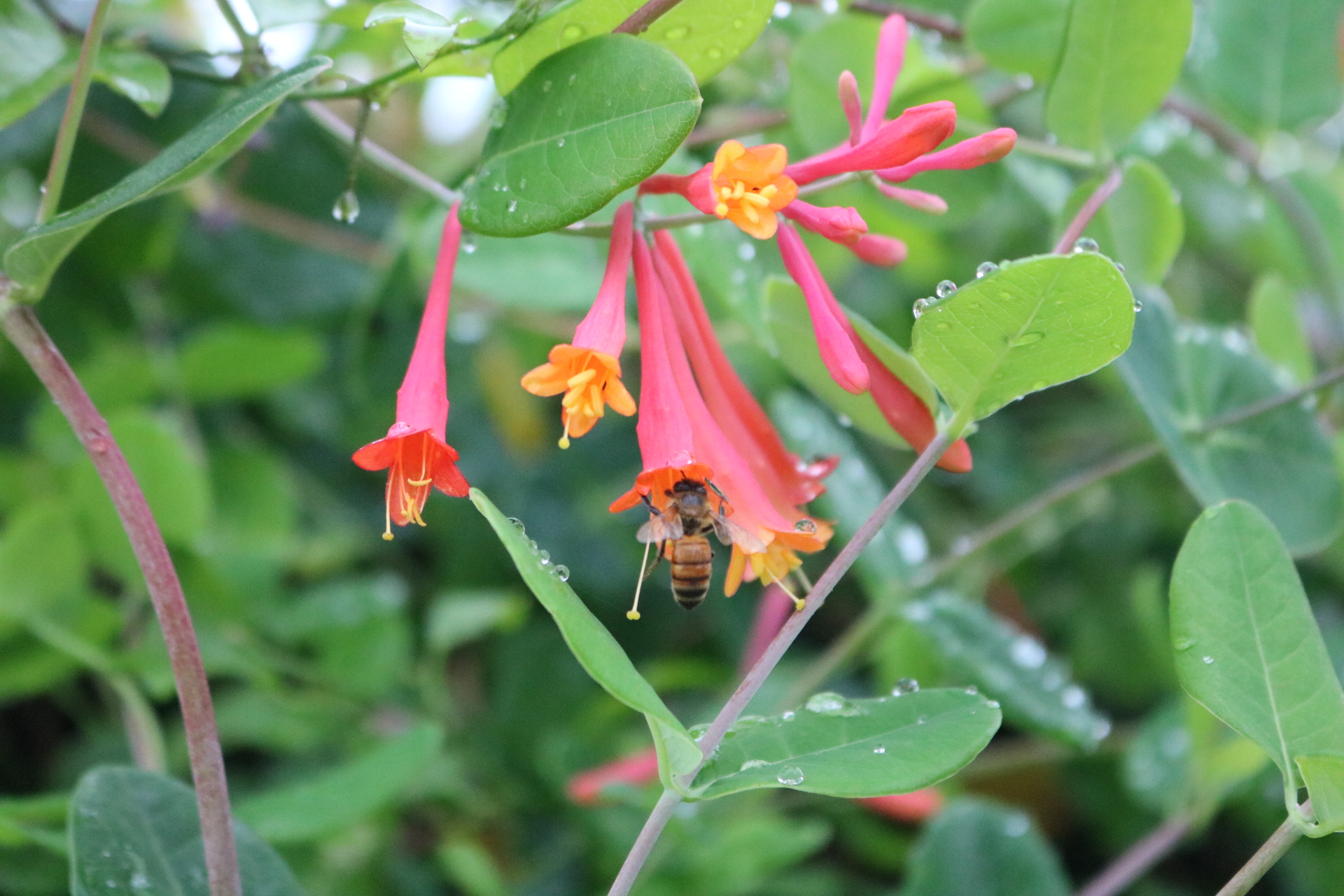 No Bees No Food Fleet Farming