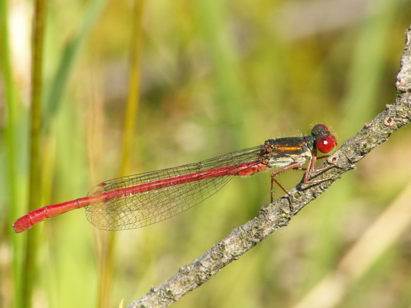 Guided Walk at Ancell’s Farm Dragonflies Fleet Pond Society