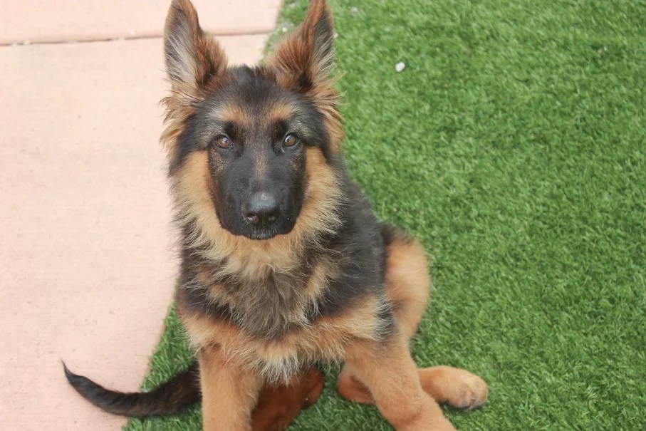 German Shepherd Puppies Duluth Mn Trained Adult German