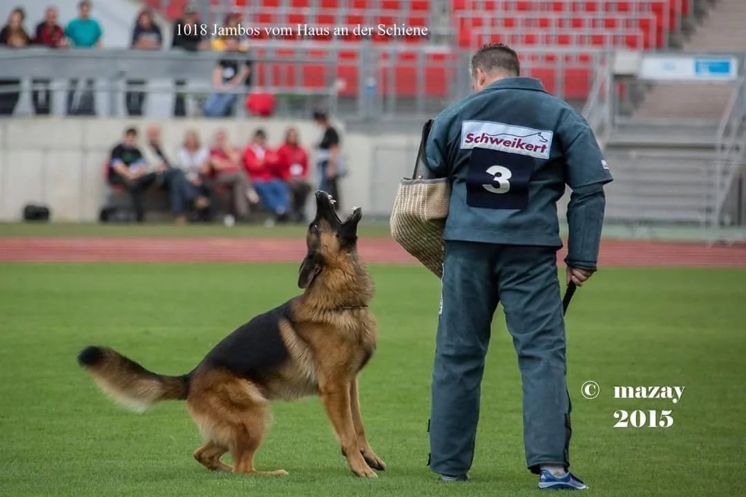 German Shepherd Schutzhund/IPO Competition Dogs Fleischerheim German