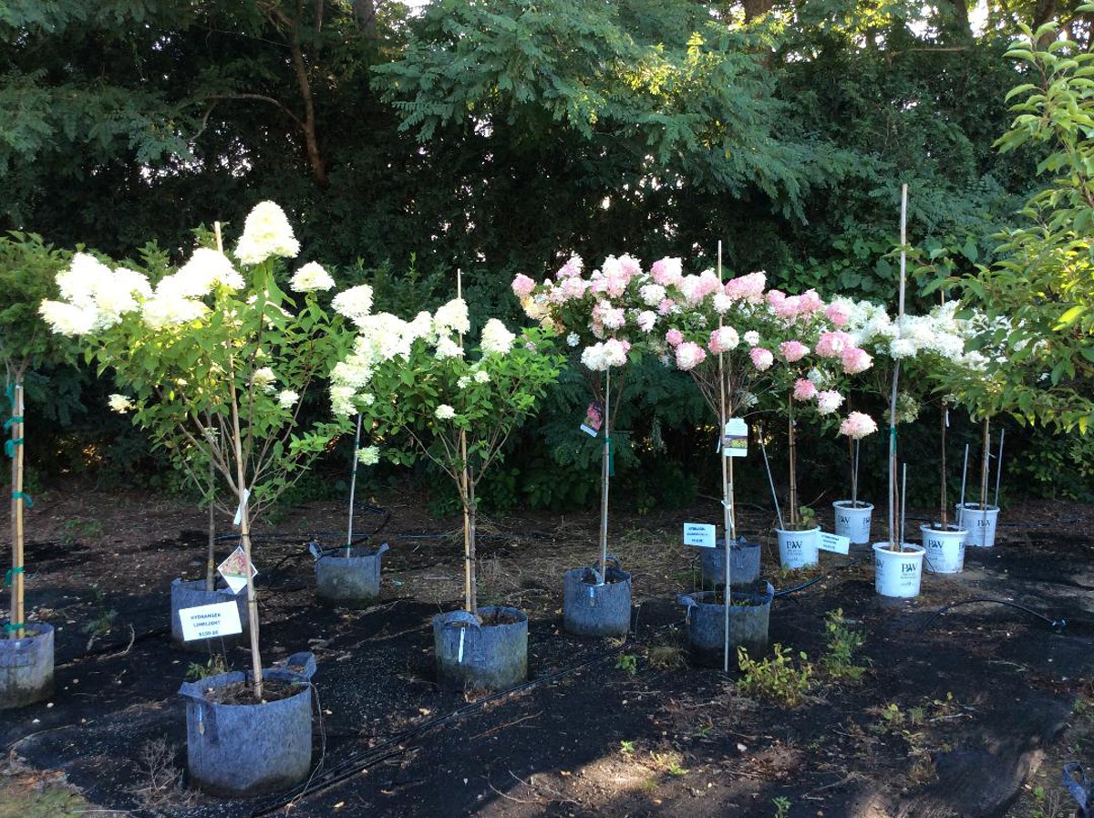 Gallery Fleming Nursery