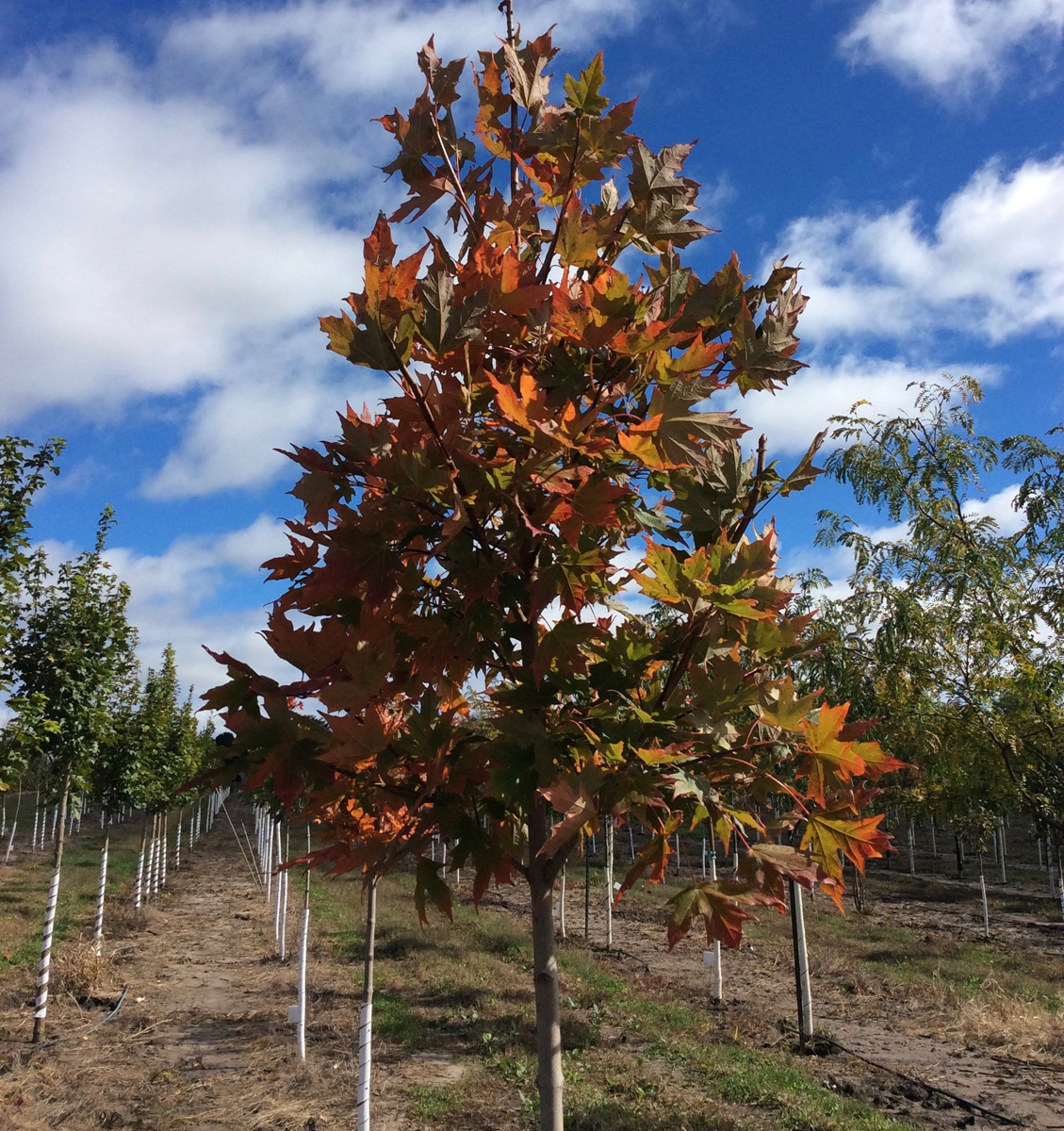Gallery Fleming Nursery