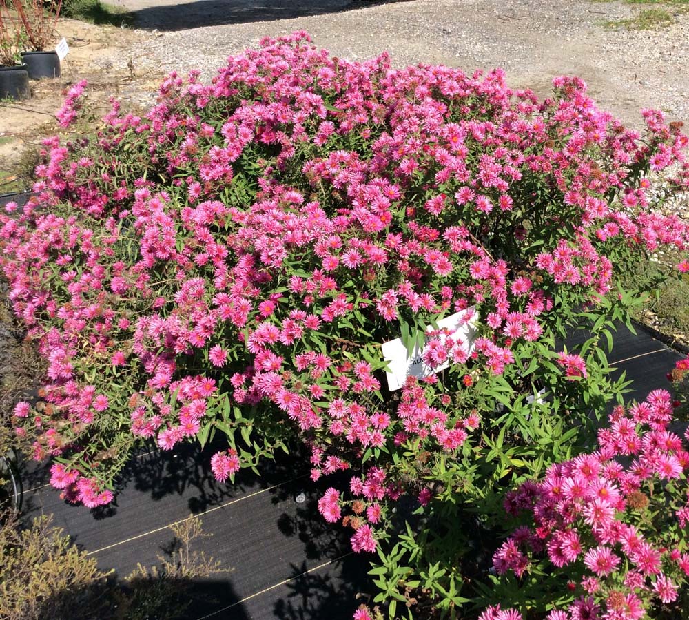 Garden Flowers & Perennials Cedar Rapids, IA Fleming Nursery