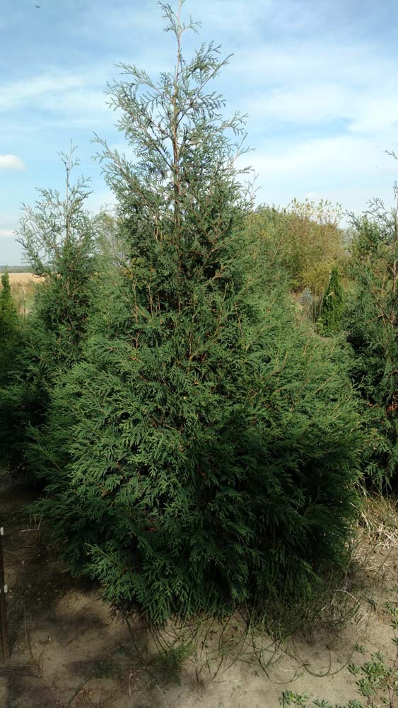 Evergreens For Sale Cedar Rapids, IA Fleming Nursery