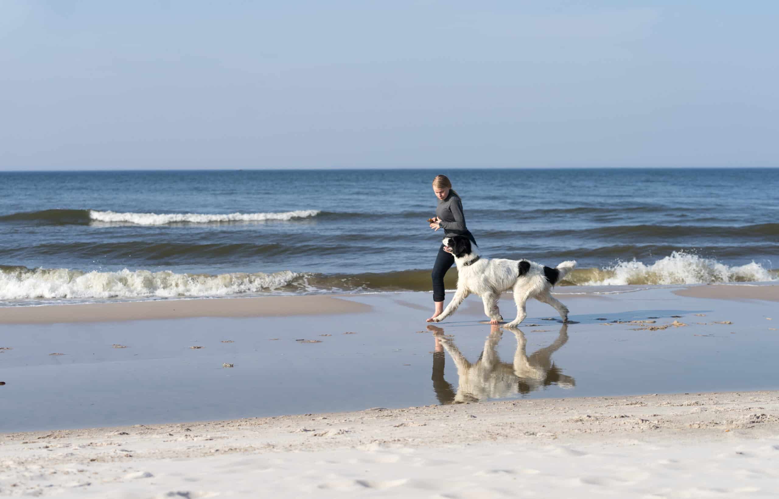 Reisen mit dem Hund Tipps für eine gute Fahrt Flensburgjournal