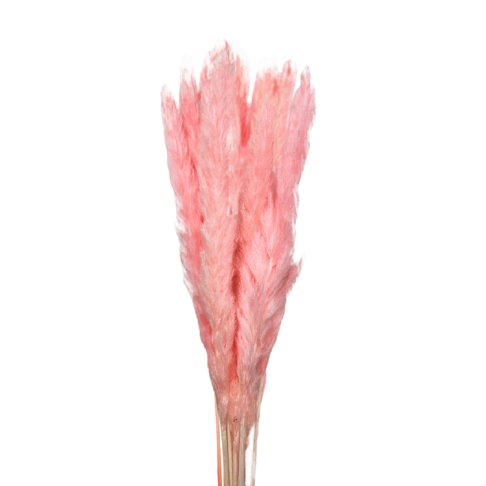 Pampas grass baby fluffy candy ροζ δέσμη 7 τμχ Fler.gr