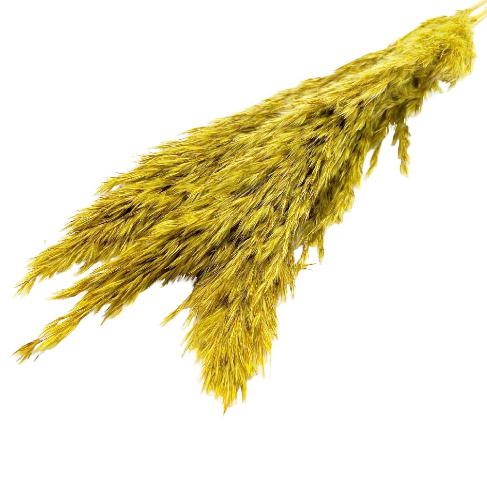 Pampas grass mini λαδί δέσμη 3 τμχ Fler.gr