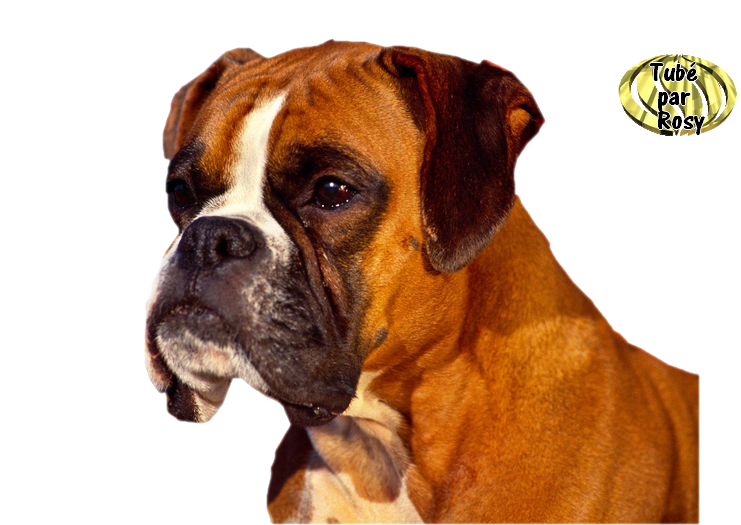 tube chat chiens et animaux domestiques