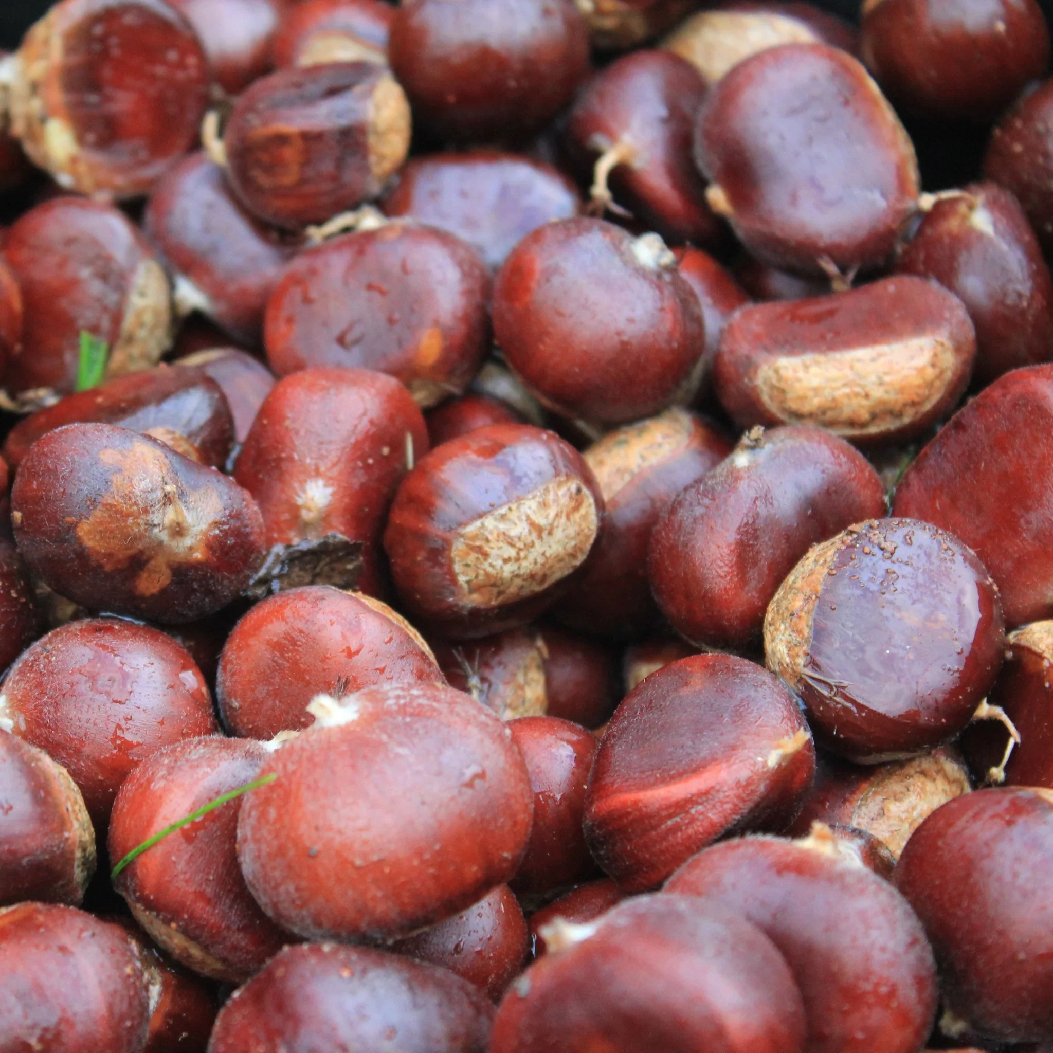 Châtaignier hybride Bottom Pair FleurExcel Inc.