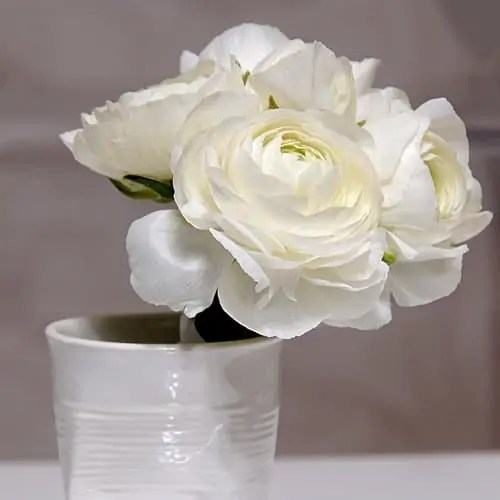 Ranunculus White Amandine fully double flowering Fleur Farm Vermont
