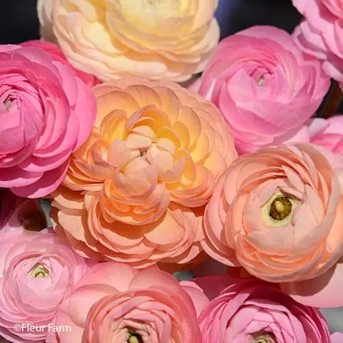 Clone Malabar ranunculus THE most beautiful ranunculus available!