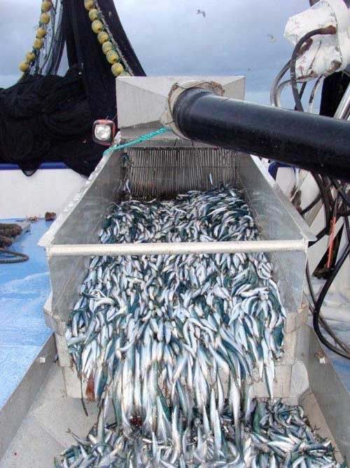 Sardine Fisherman are pioneers, innovators & visionaries Fleur McDonald