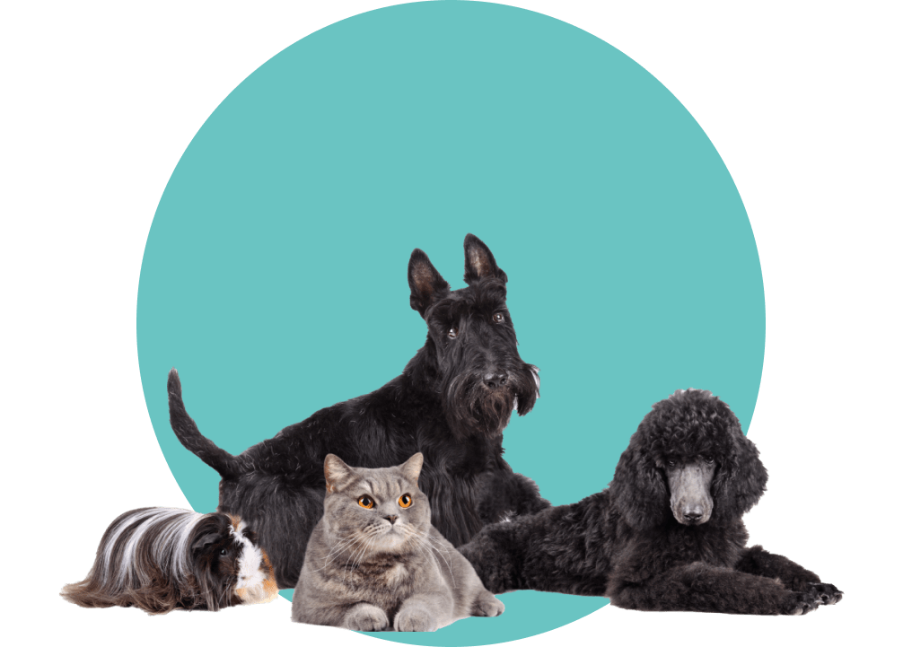 Veterinarian Des Moines, Norwalk Fleur Pet Hospital