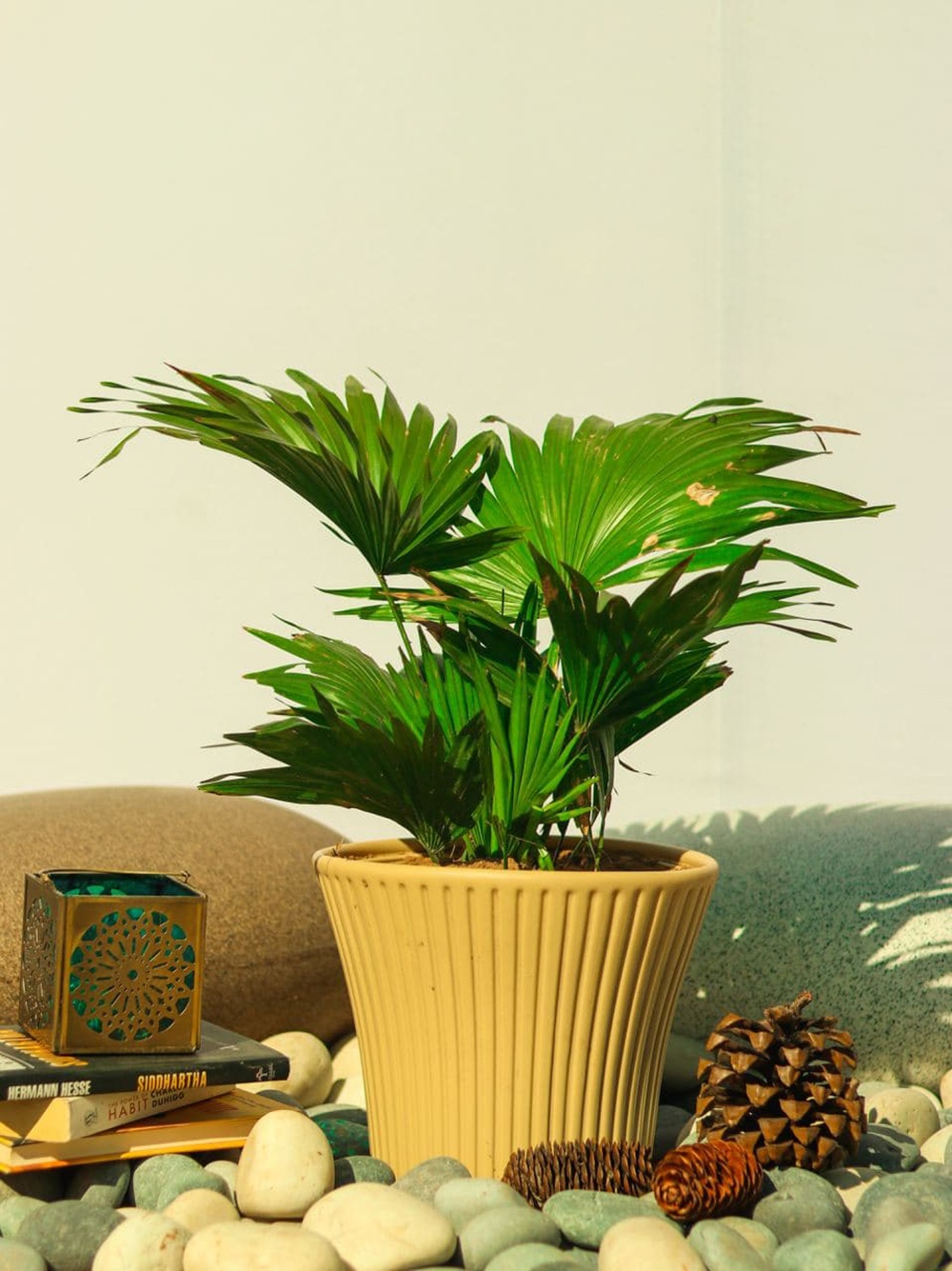 Surya Nursery Chandigarh F6S