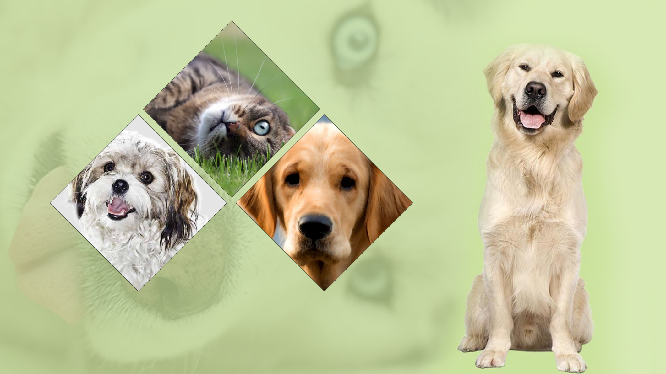 About Western Veterinary Group United States F6S