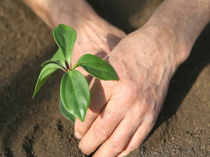 Plant Reproduction Discovery Education