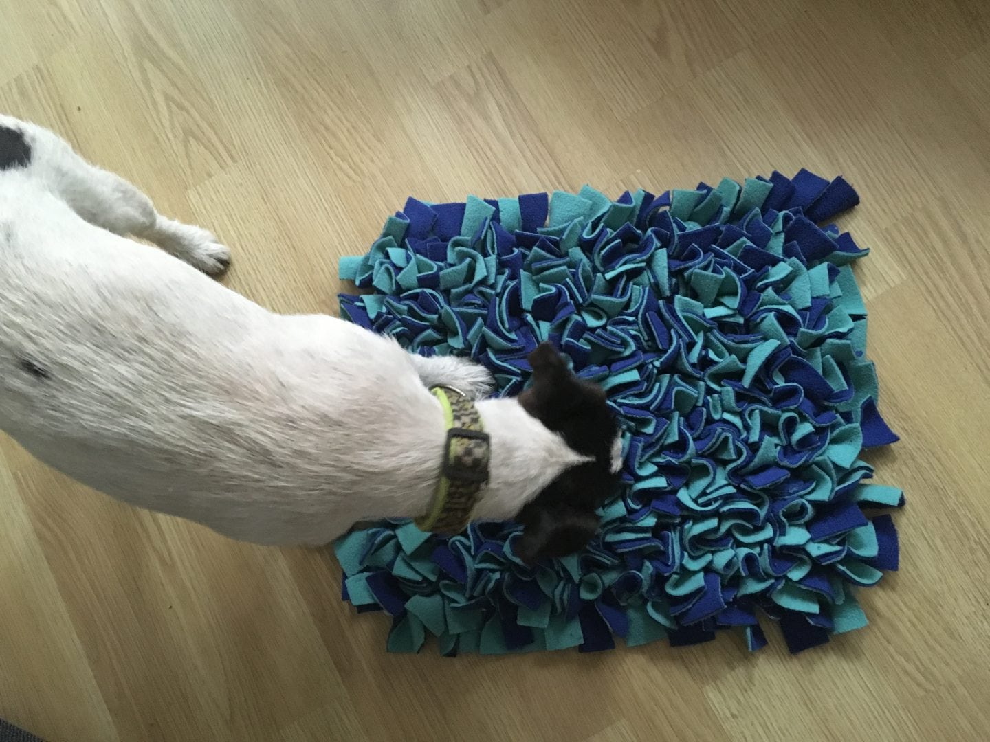 Alfombra Olfativa para Perros Flexipets.es