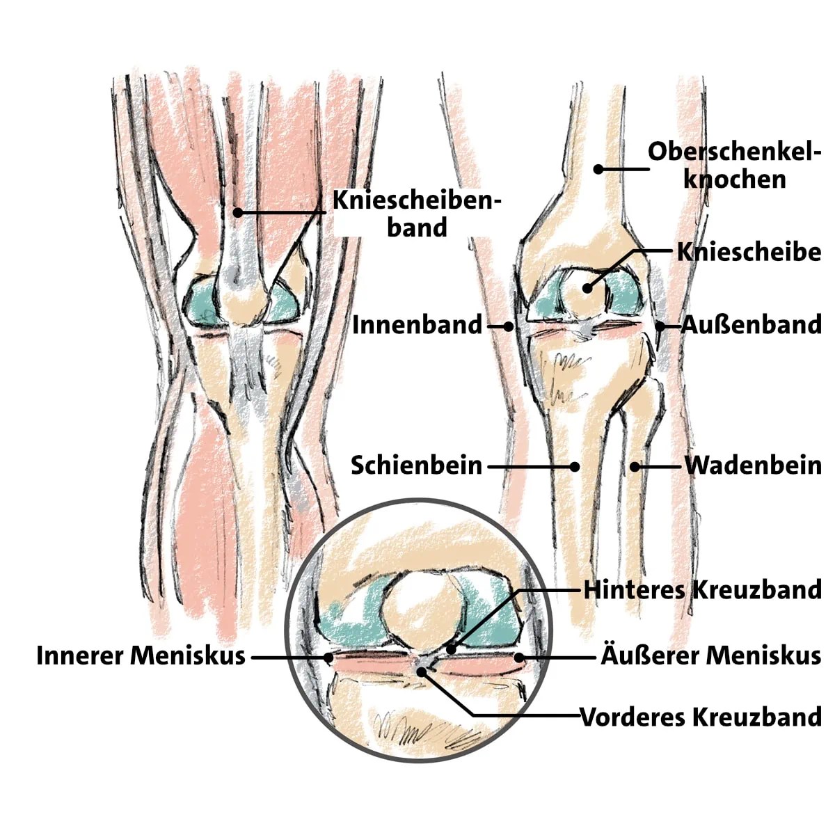 Knieschmerzen Symptome, Ursachen & Behandlung flexmate®