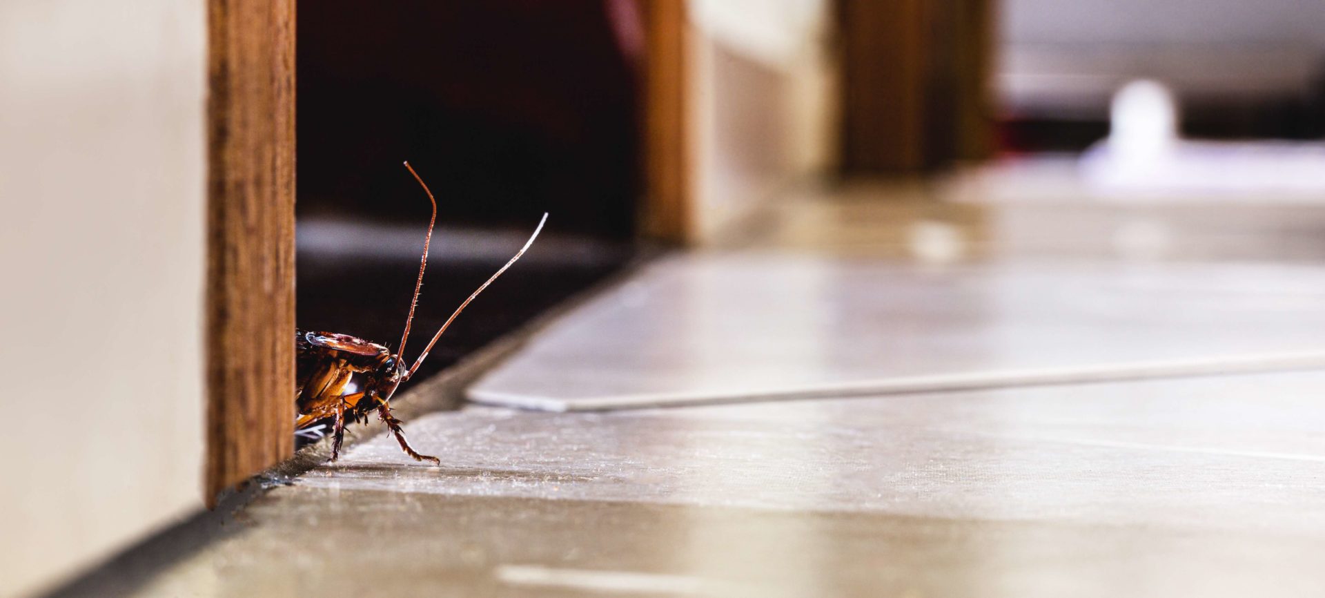 Top Five Cockroach Hiding Places in Your Home or Business