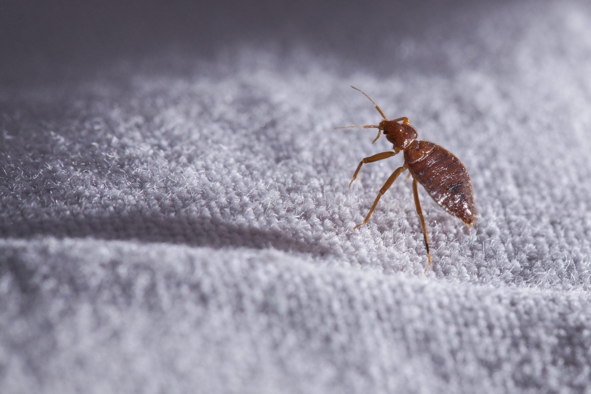 Banishing the Biters How Is Pest Control Used for Bed Bugs?