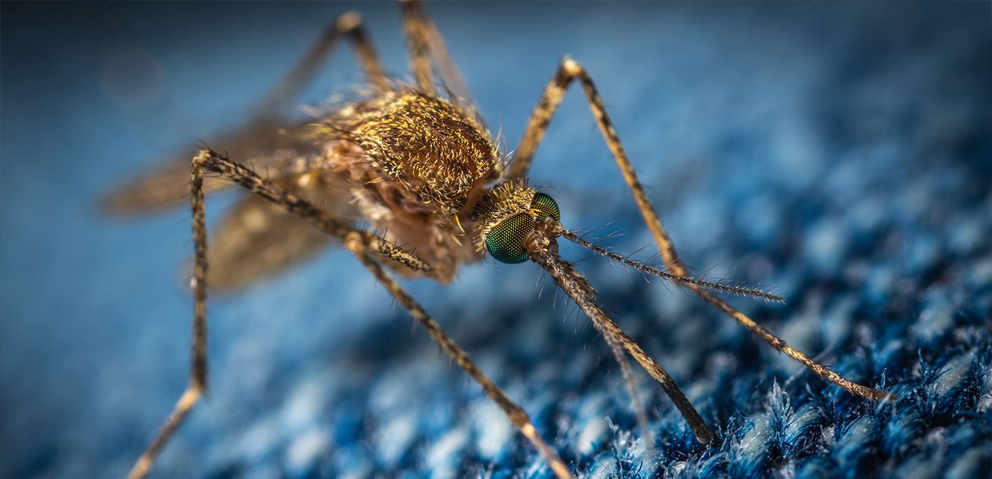 5 Ways To Keep Mosquitoes Out Of Your Backyard Flick New Zealand