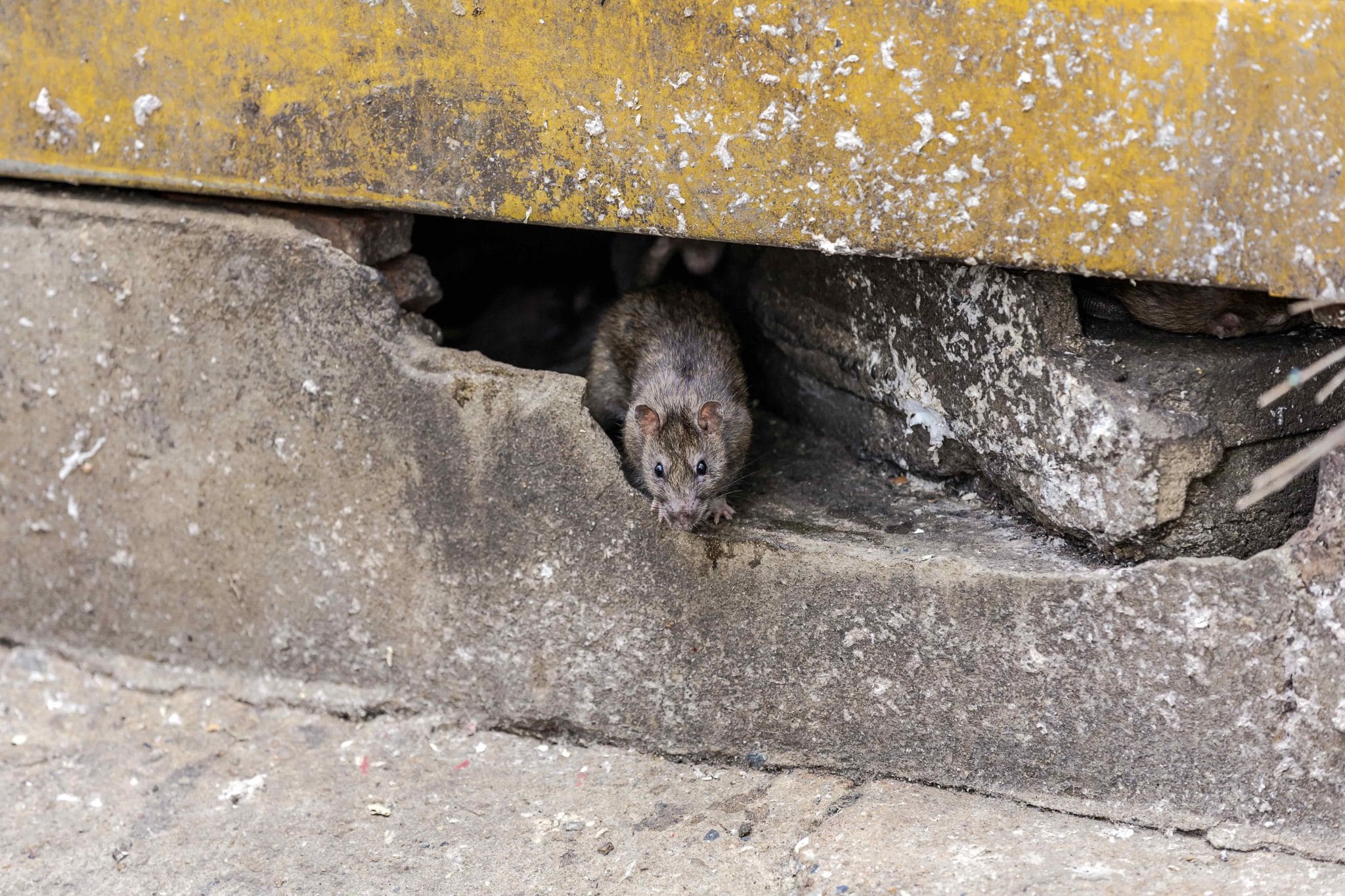 How to Keep Rodents Out of Your Office Building Flick New Zealand