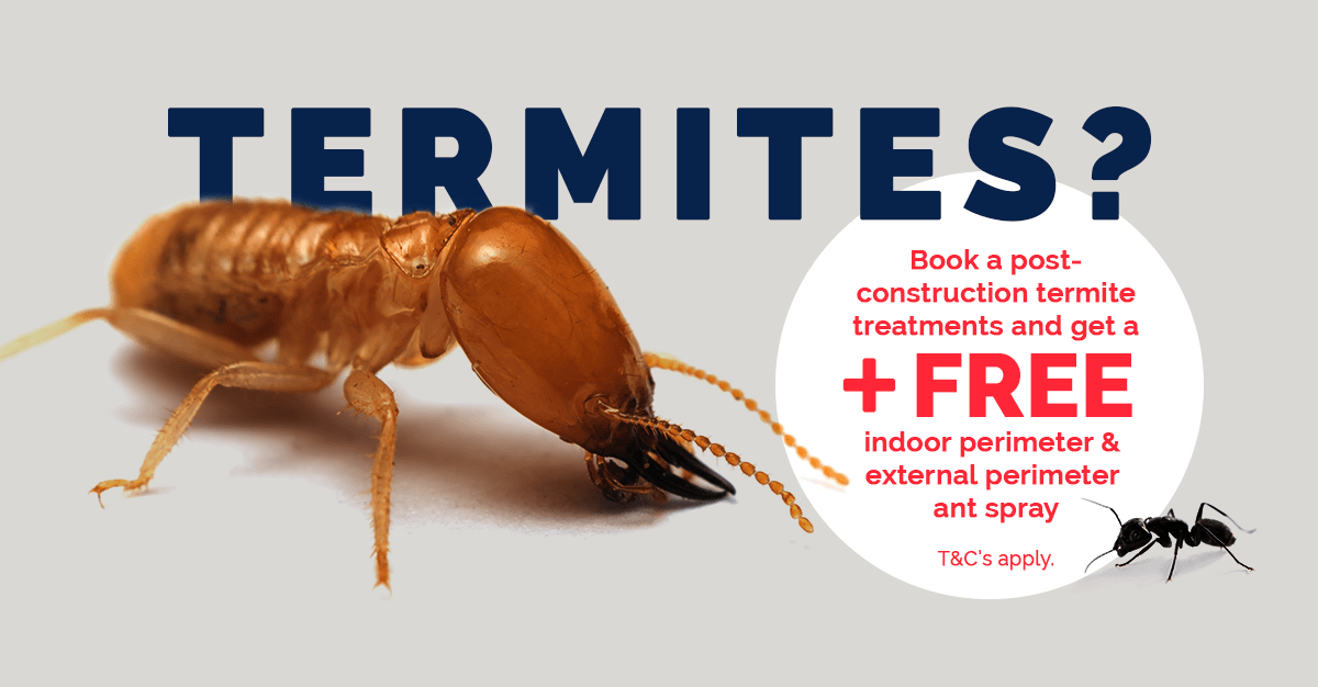 Post Construction Termite Treatment Special Offer • Flick Pest Control