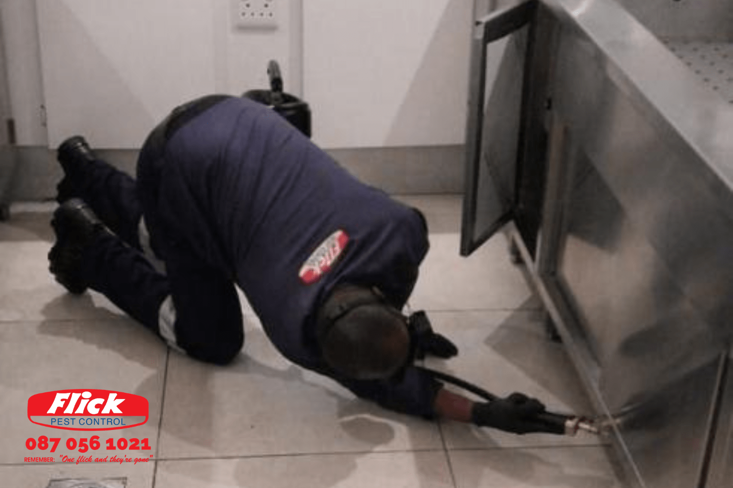 Black Ants a year round pest • Flick Pest Control