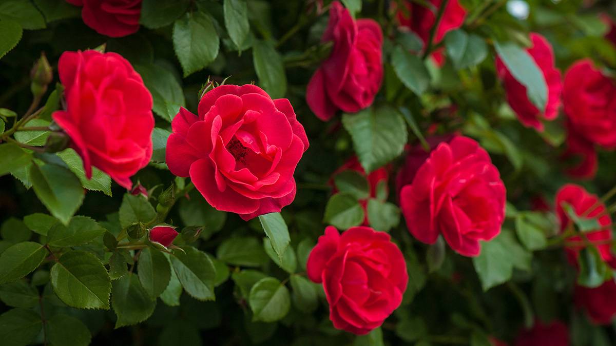 Why are the different structures of rose so beautiful?