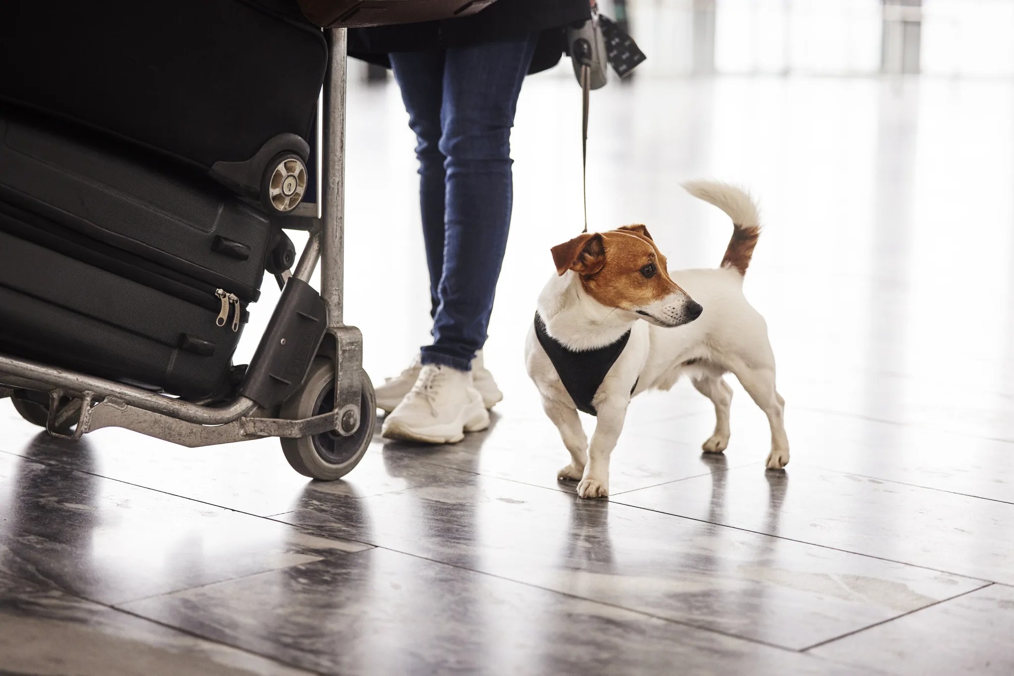 10 Tips For Traveling with Pets On Norwegian FlightChic