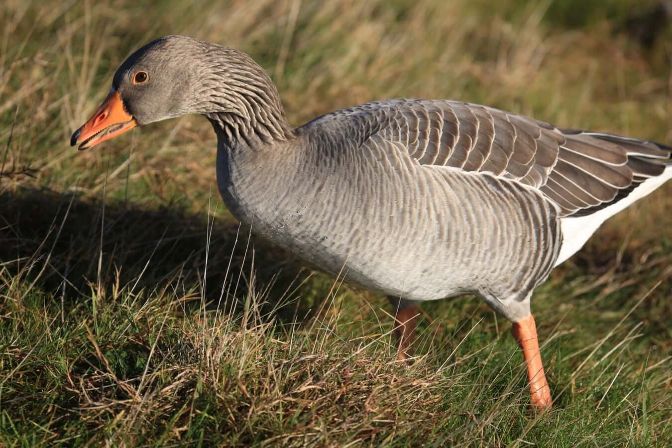 Are The Geese On My Lawn Dangerous? Flight Control Max