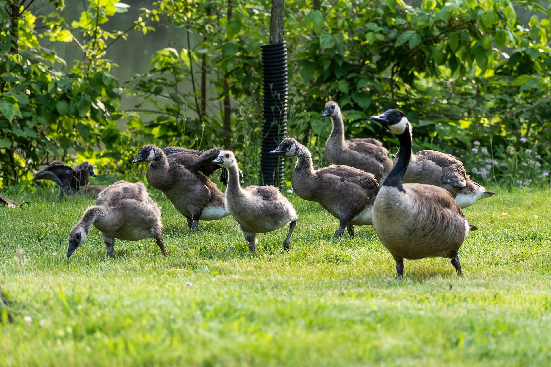 Use a Repellent for Getting Rid of Canada Geese Flight Control