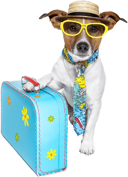 Flight Nanny Service StressFree Pet Transport