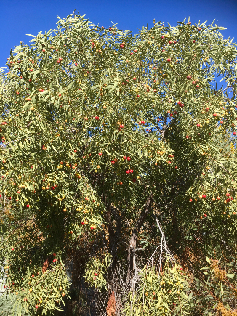Desert Quandong • Flinders Ranges Field Naturalists