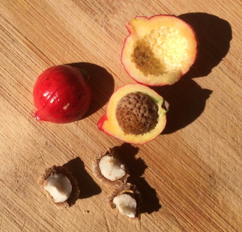 Desert Quandong • Flinders Ranges Field Naturalists