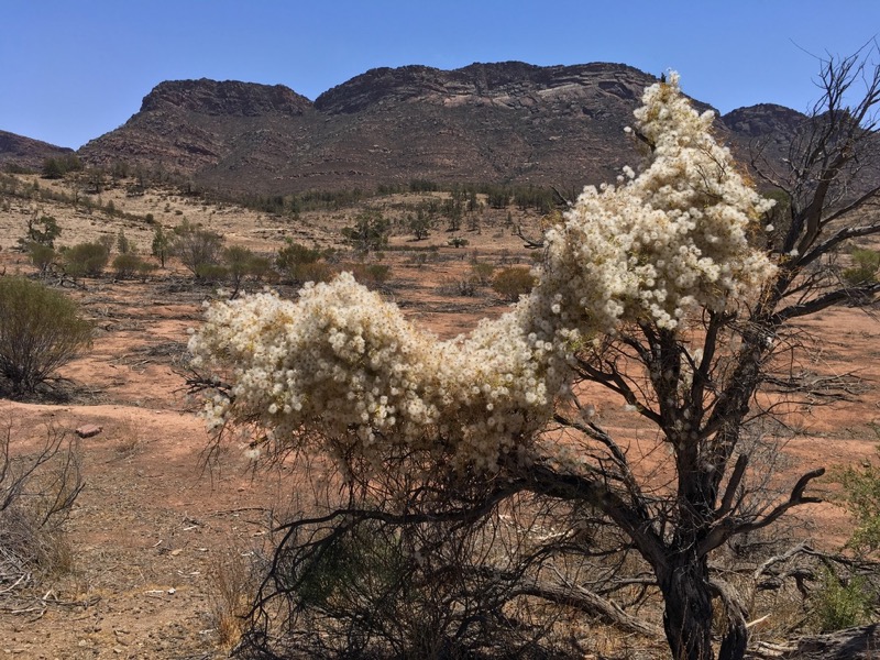 Old Man's Beard • Flinders Ranges Field Naturalists