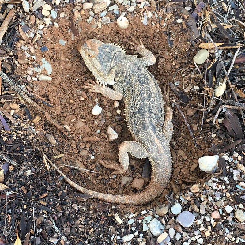 Central Bearded Dragon burrowing • Flinders Ranges Field Naturalists