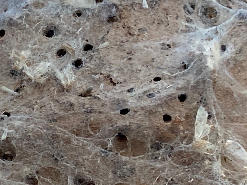 Communal Spider Nests in Jointed Cherry • Flinders Ranges Field Naturalists