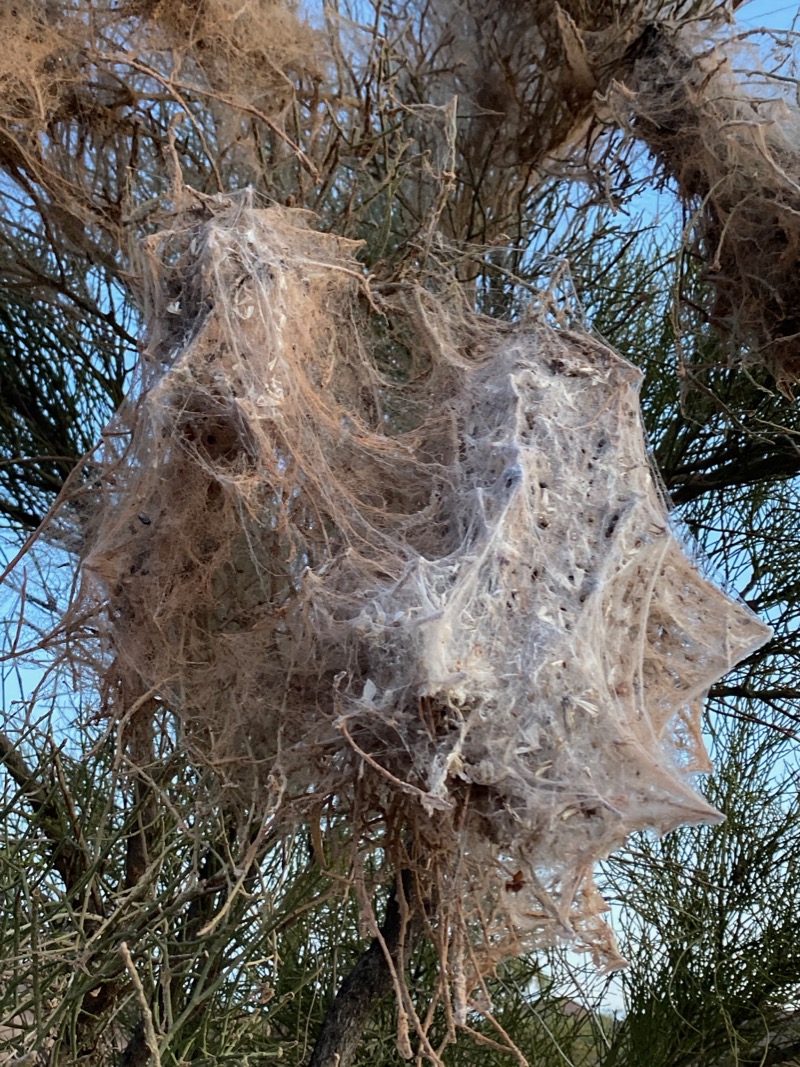 Communal Spider Nests in Jointed Cherry • Flinders Ranges Field Naturalists