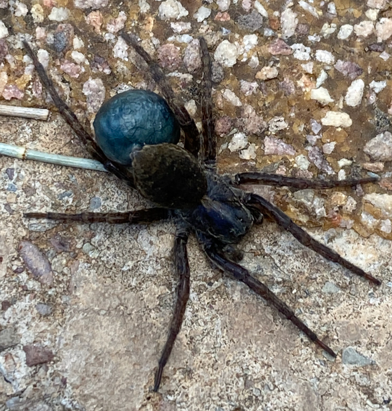 Wolf spider with blue egg sac • Flinders Ranges Field Naturalists
