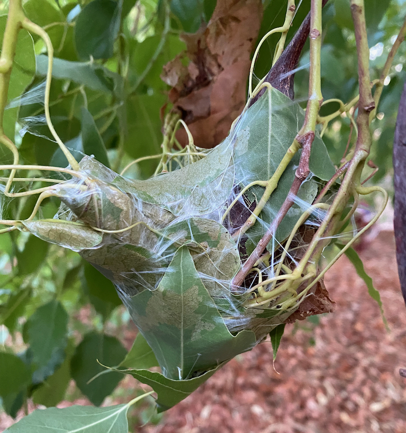 Kurrajong Bag Moth shelter • Flinders Ranges Field Naturalists