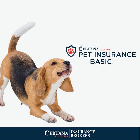 You can now protect your fur babies’ health with Cebuana Lhuillier Pet