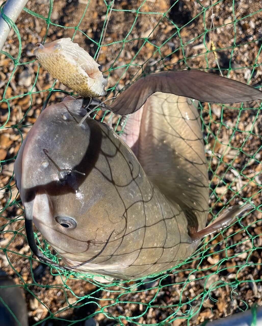 My Top 5 CATFISH Baits Flint and Fish