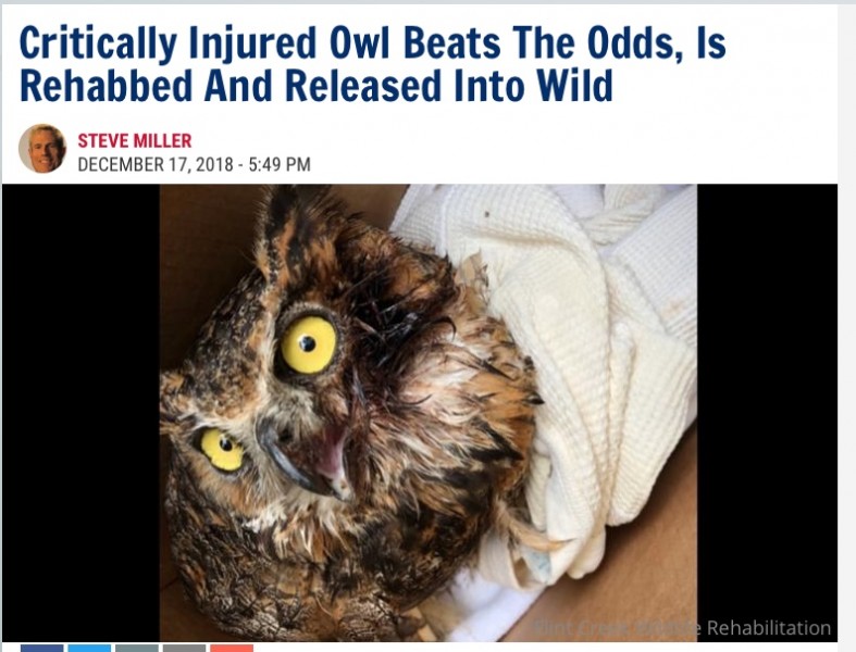 Critically Injured Owl Beats The Odds, Is Rehabbed And Released Into