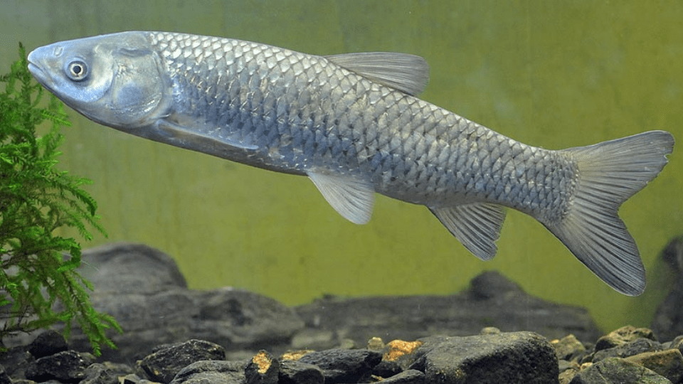 Flint RiverQuarium in Southwest