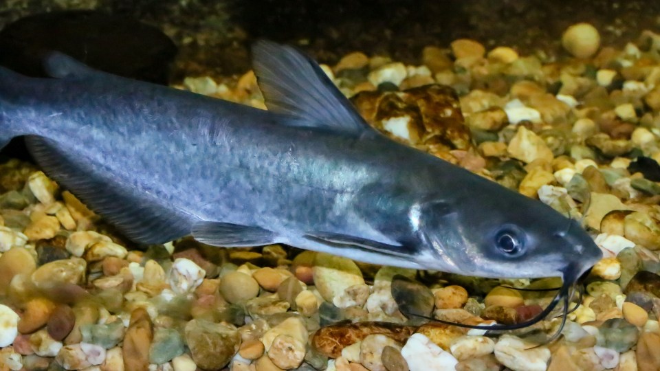 Flint RiverQuarium in Southwest