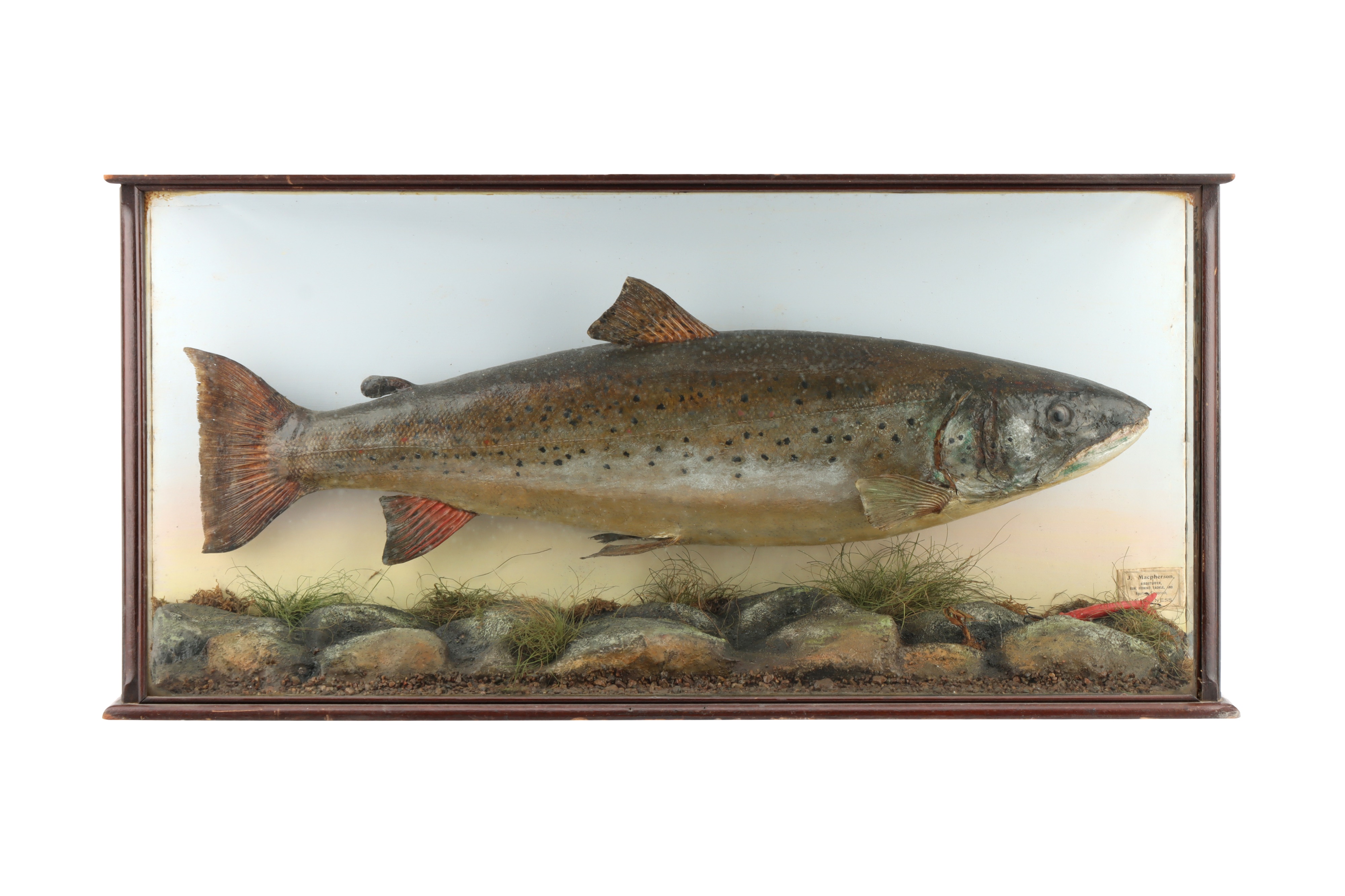 Lot 147 Taxidermy Salmon by John MacPherson of