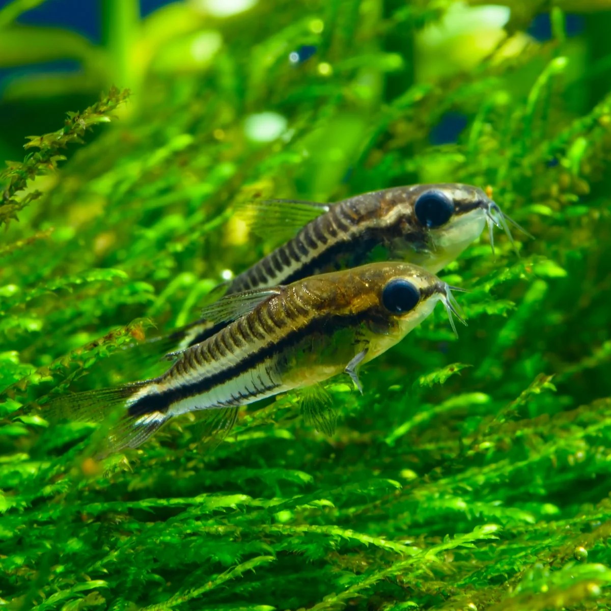 Pygmy Corydoras Nano Catfish for Small Aquariums Flip Aquatics