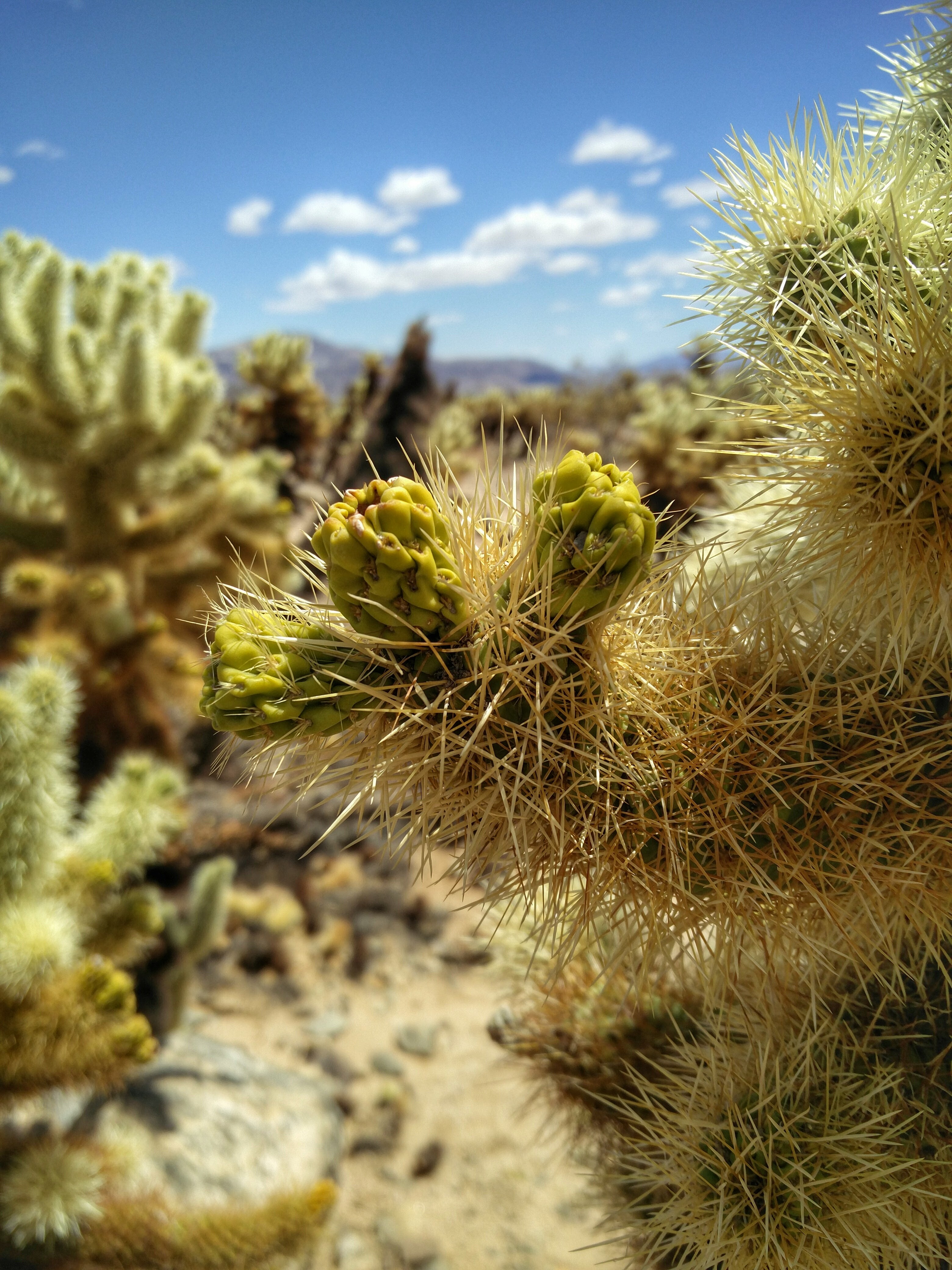 Backpacking Juniper Flats in Joshua Tree National Park Flip Flop